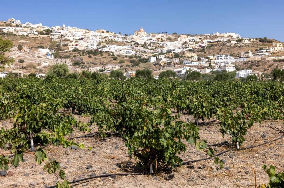 Assyrtiko vines in Santorini