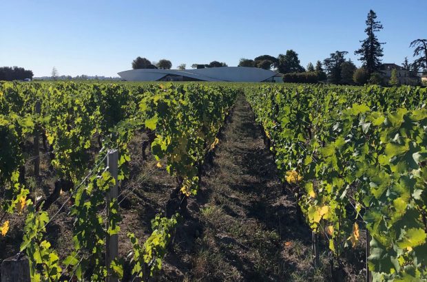 Bordeaux 2022 harvest at Château Cheval Blanc