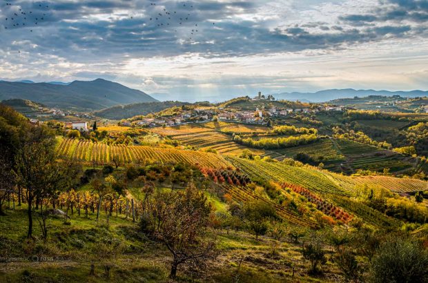 Vineyards in Brda, Slovenia